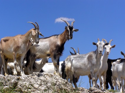 Goats Fotolia 5373163 M