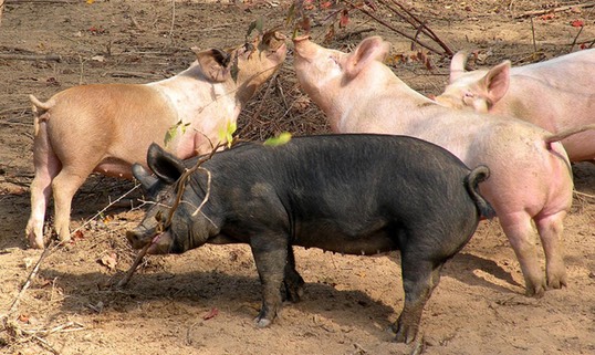 pigs - by Kiesha Jean (wiki commons)